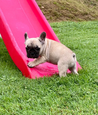 Les chiots de Bouledogue français