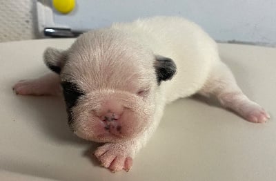 Les chiots de Bouledogue français