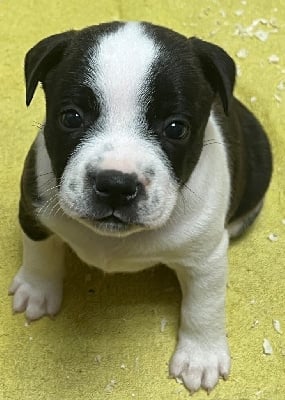 Les chiots de Staffordshire Bull Terrier