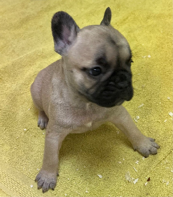 Les chiots de Bouledogue français