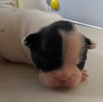 Les chiots de Bouledogue français