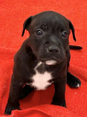 Les chiots de Staffordshire Bull Terrier