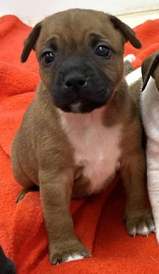 Les chiots de Staffordshire Bull Terrier