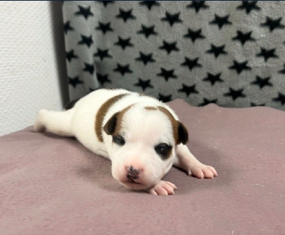 Les chiots de Staffordshire Bull Terrier