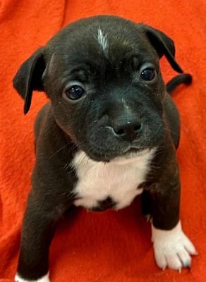 Les chiots de Staffordshire Bull Terrier