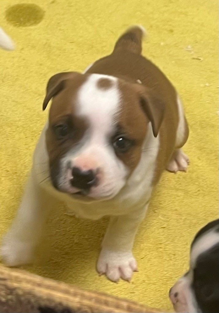 Staffordshire Bull Terrier - du hameau de fontenay