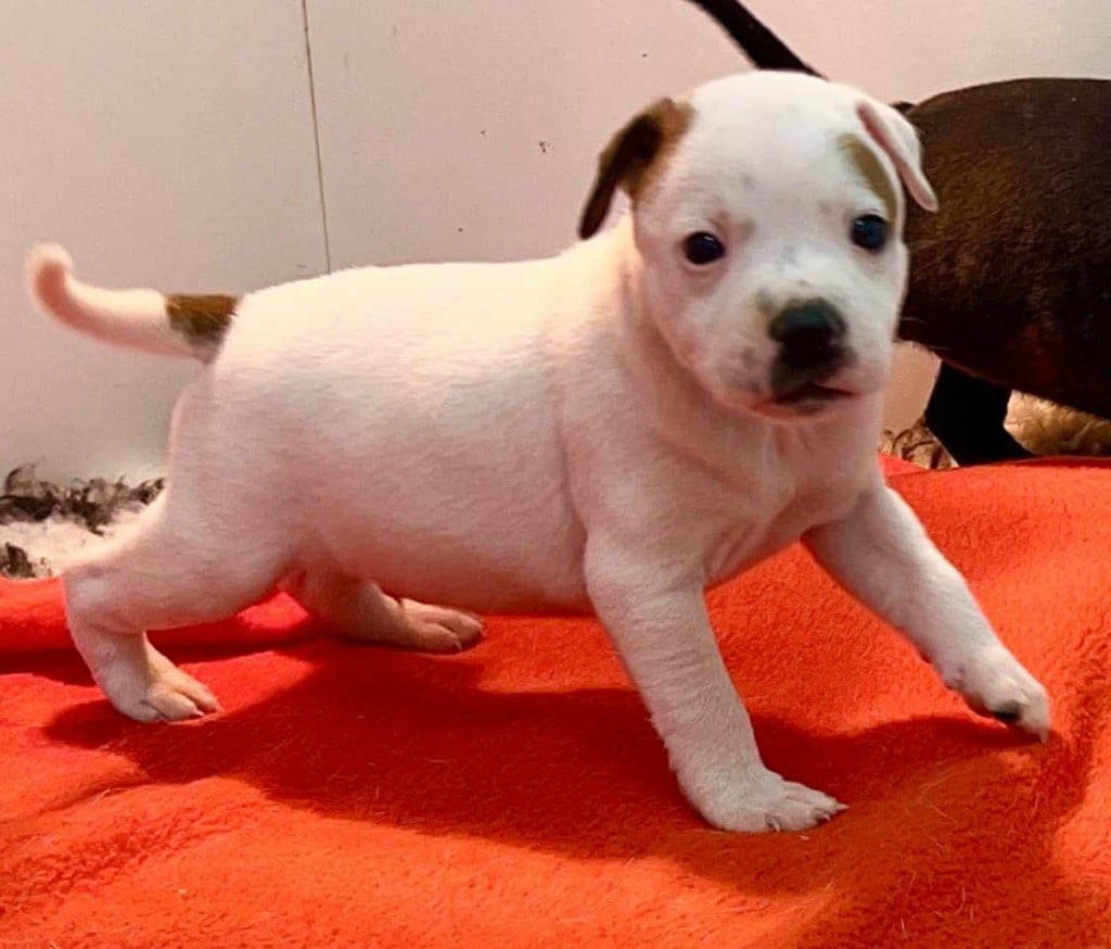 Axy - Staffordshire Bull Terrier