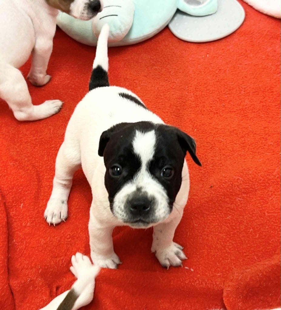 Axus - Staffordshire Bull Terrier