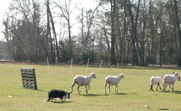 Uchane (Sans Affixe) - Eliminé