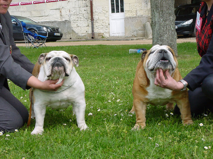 Ushuaia du temple des Bulldogs
