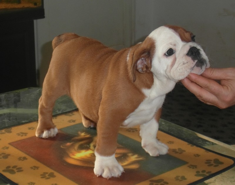 Impressive Bull Luna