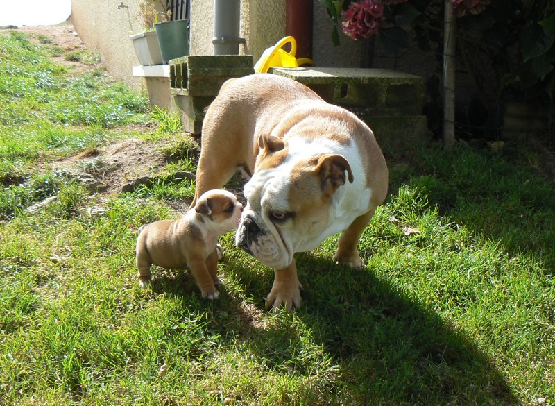 Constance des Carco's Bulls