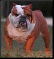 Frosine des Carco's Bulls