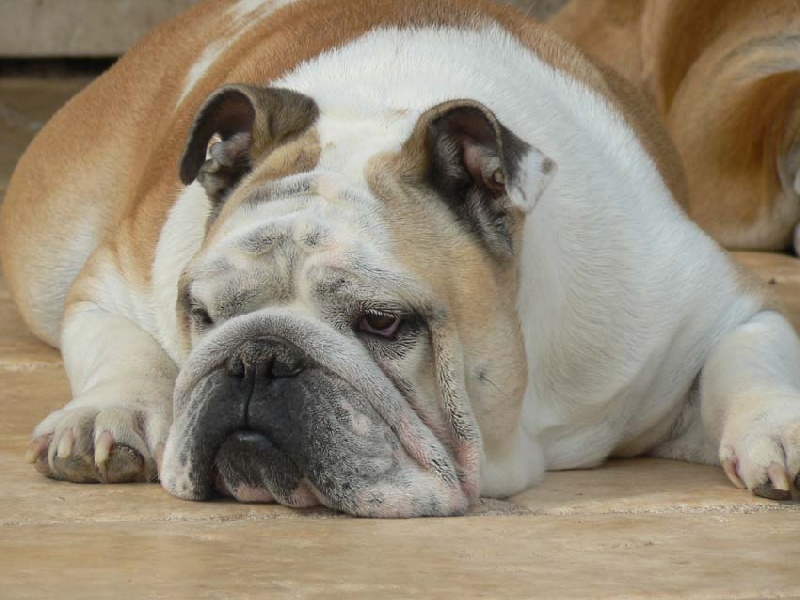 Ushuaia du temple des Bulldogs