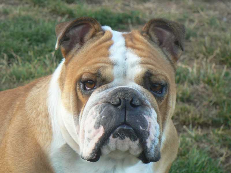 Constance des Carco's Bulls