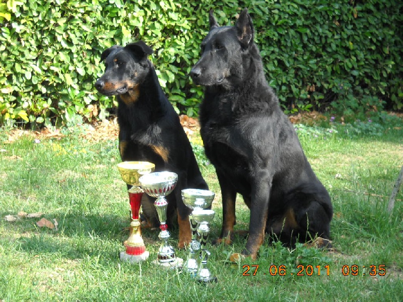 Fiona De la roche montaigne - 1ere EXC ET MEILLEUR JEUNE DE RACE /1 ERE DU 1er GROUPE ET 2eme MEILLEUR JEUNE