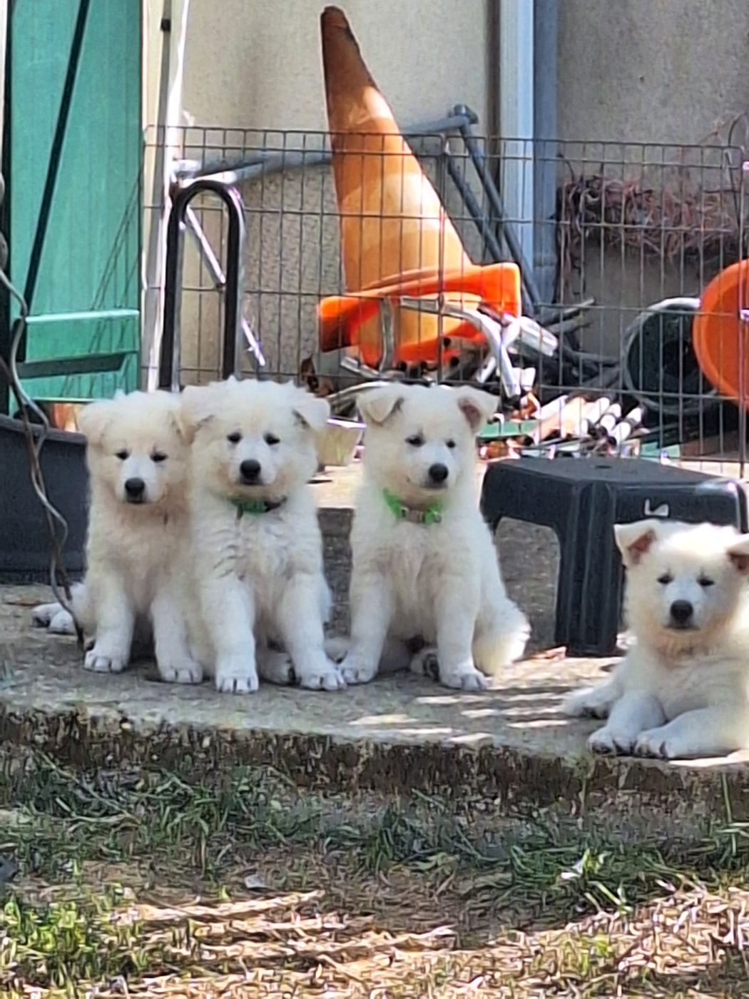 Berger Blanc Suisse - du clan d'eomieu