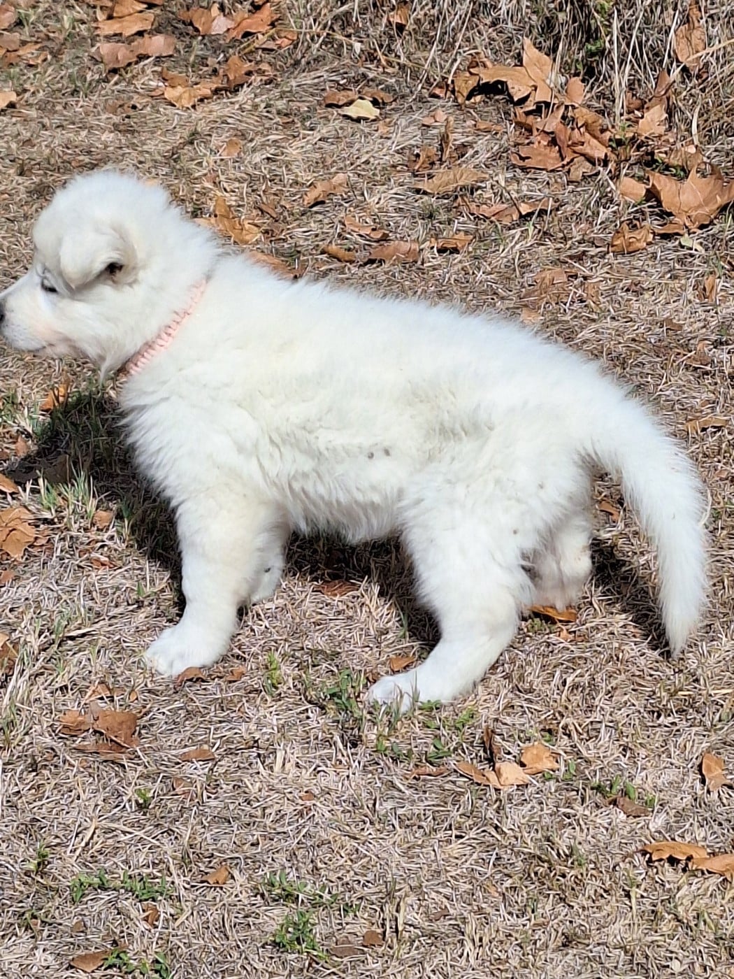 chiot orange - Berger Blanc Suisse