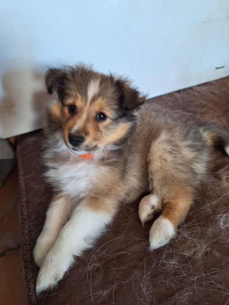 Aimie femelle Fauve charbonnée