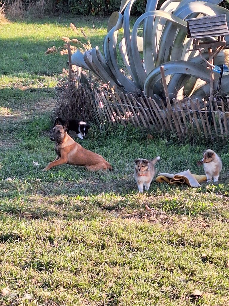 Aimie femelle Fauve charbonnée