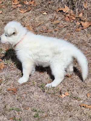 Les chiots de Berger Blanc Suisse