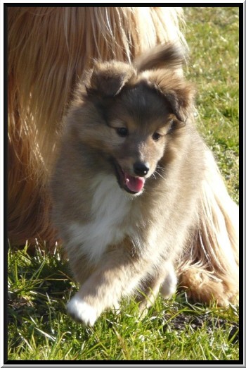Accueil Elevage Du Jardin D Angelique Eleveur De Chiens Berger Shetland Sheepdog