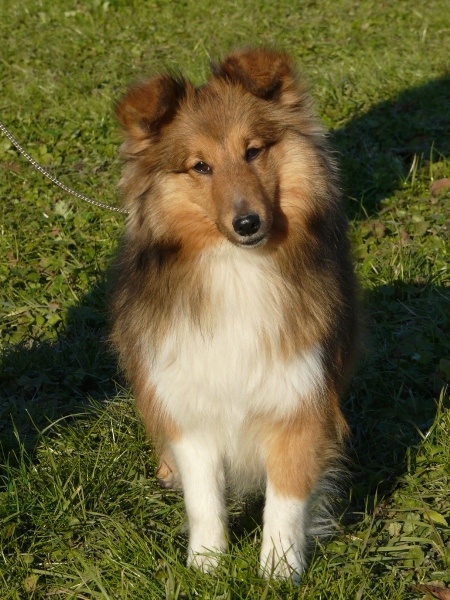 CH. Diane de poitiers du Jardin d'Angélique - Meilleur Jeune, B.O.G Jeune