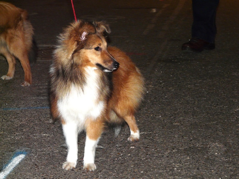 CH. Diane de poitiers du Jardin d'Angélique - Meilleur Puppy