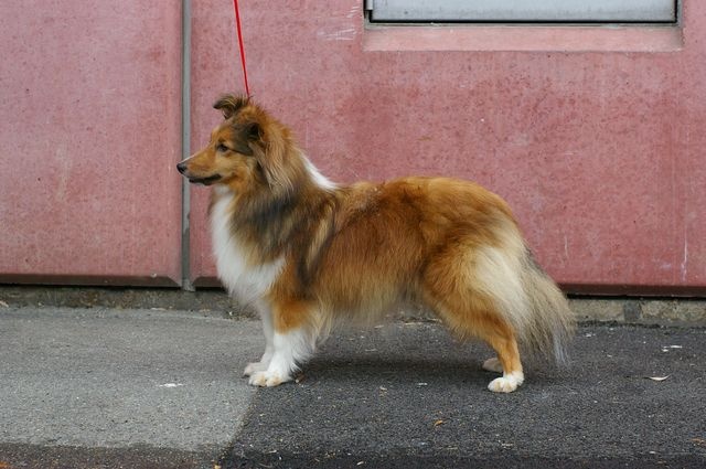 CH. Diane de poitiers du Jardin d'Angélique - 2ème excellent RCACS, RCACIB