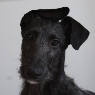 Les chiots de Levrier Ecossais