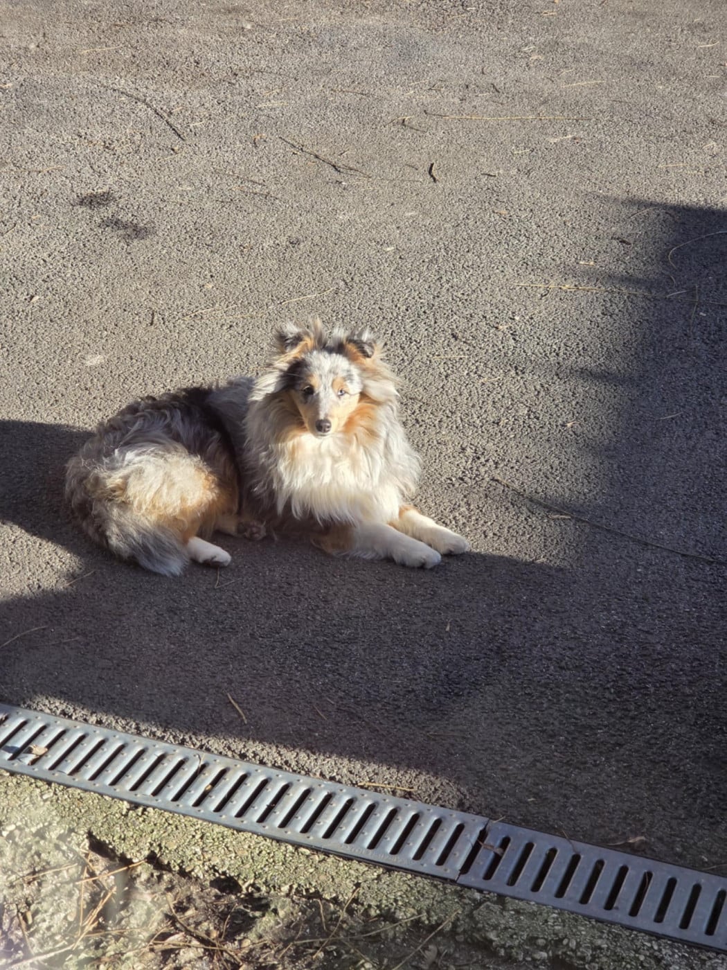 Apple pie du Royaume d'Angélique