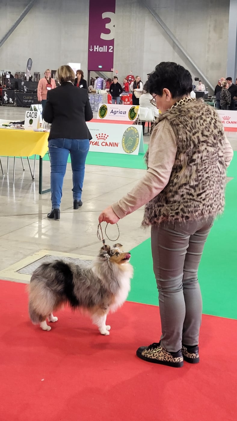 Apple pie du Royaume d'Angélique