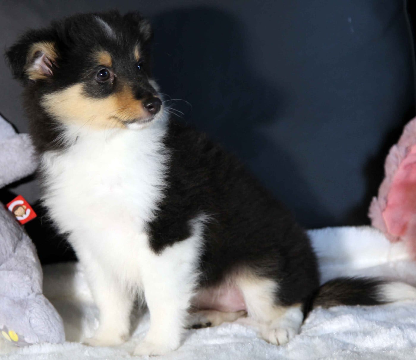 CHIOT 1