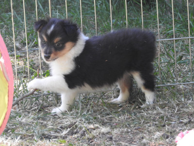 Les chiots de Shetland Sheepdog