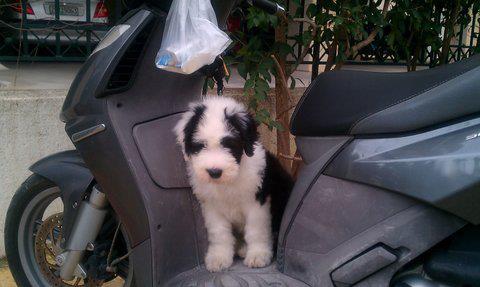 Publication : OF REALITY DREAM