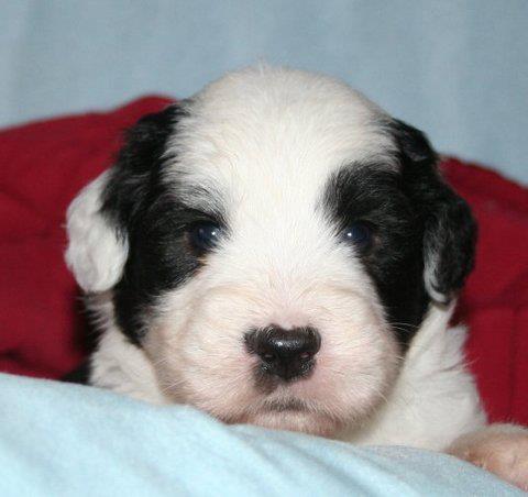 Publication : OF REALITY DREAM