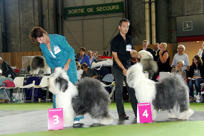 CH. zeppeline Bohèmian rapsody - 4e EXC