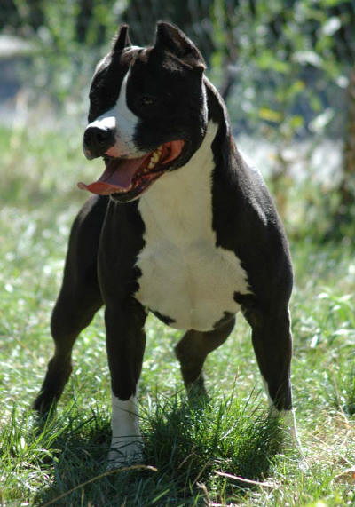 Publication : of Royal Dreamstaff