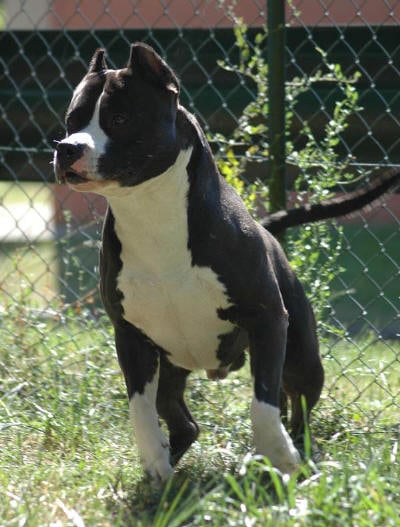 Publication : of Royal Dreamstaff