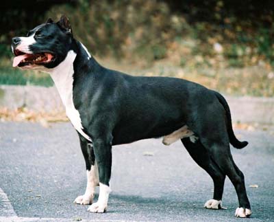 Publication : of Royal Dreamstaff