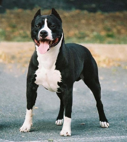 Publication : of Royal Dreamstaff