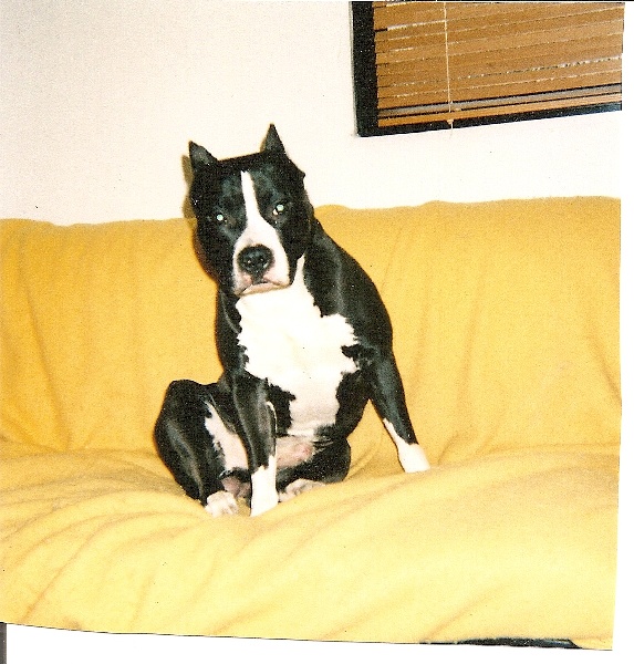 Publication : of Royal Dreamstaff