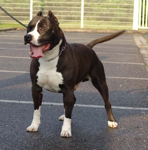 Publication : of Royal Dreamstaff