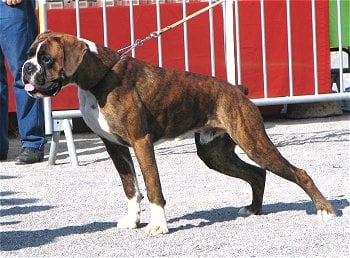 Publication : de La Brèche aux Railes