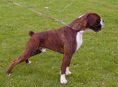 Publication : de La Brèche aux Railes