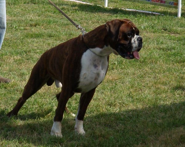 CH. Arséne l. de La Brèche aux Railes - 1er Excellent COMB Médaille d'Or