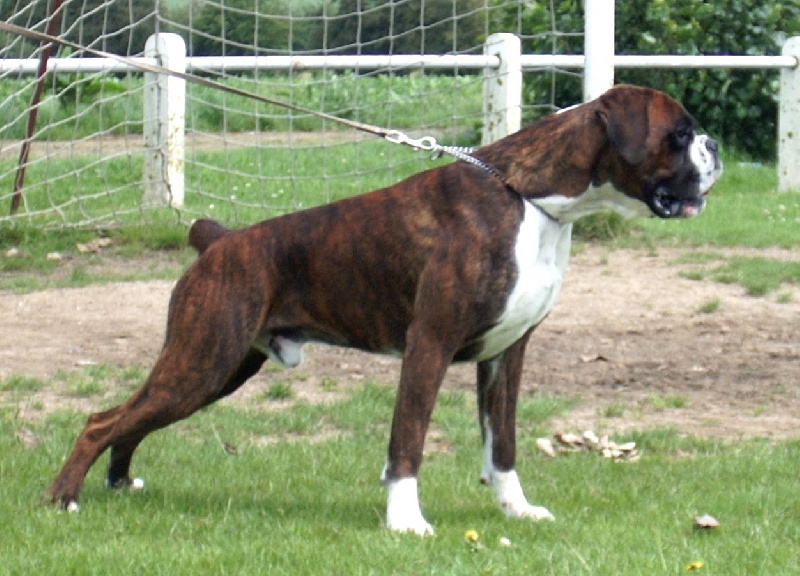 CH. Arséne l. de La Brèche aux Railes - 1er Excellent CIMB - CACS -Candidat au Titre de Champion de France 2007