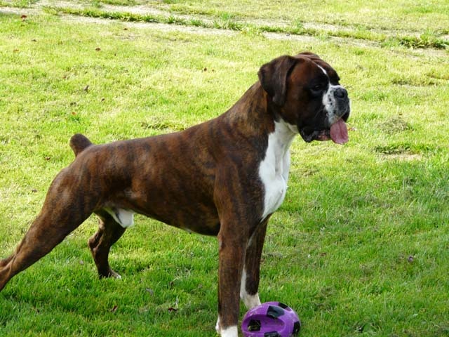 CH. Arséne l. de La Brèche aux Railes - 1er Excellent CCMB Meilleur de Race