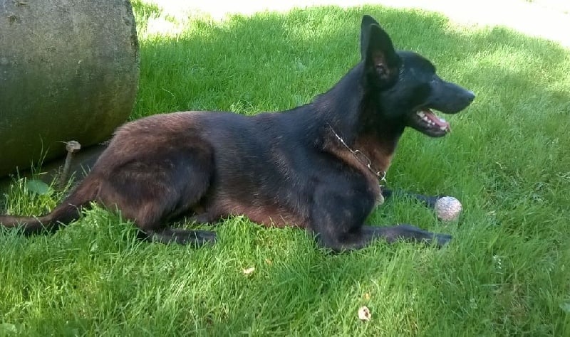 Publication : de la Dynastie des Sages