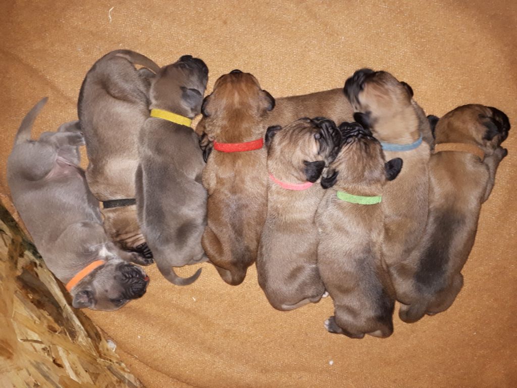 Cane Corso